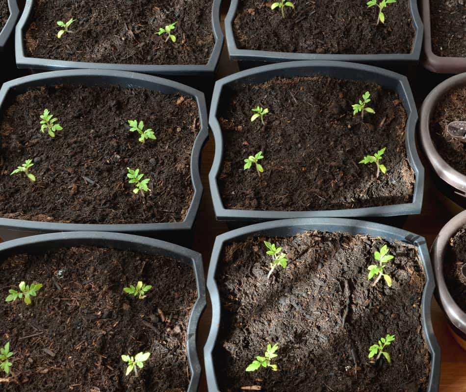 how to start growing lavender indoors