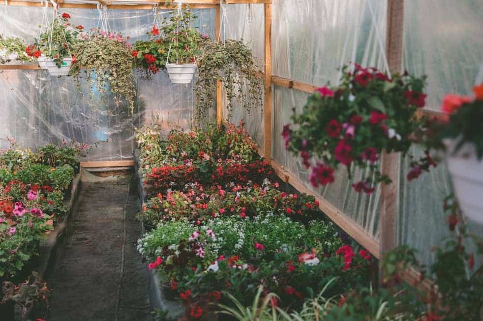 using shade to cool a greenhouse using shade to cool a greenhouse