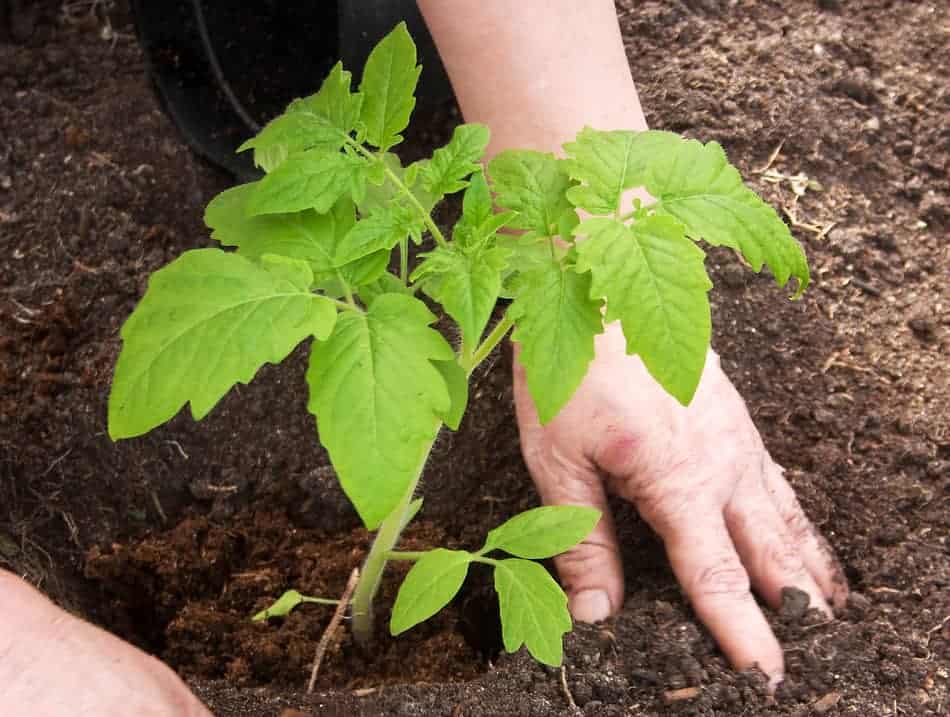 What Type Of Soil Is Best For Tomatoes Greenhouse Today