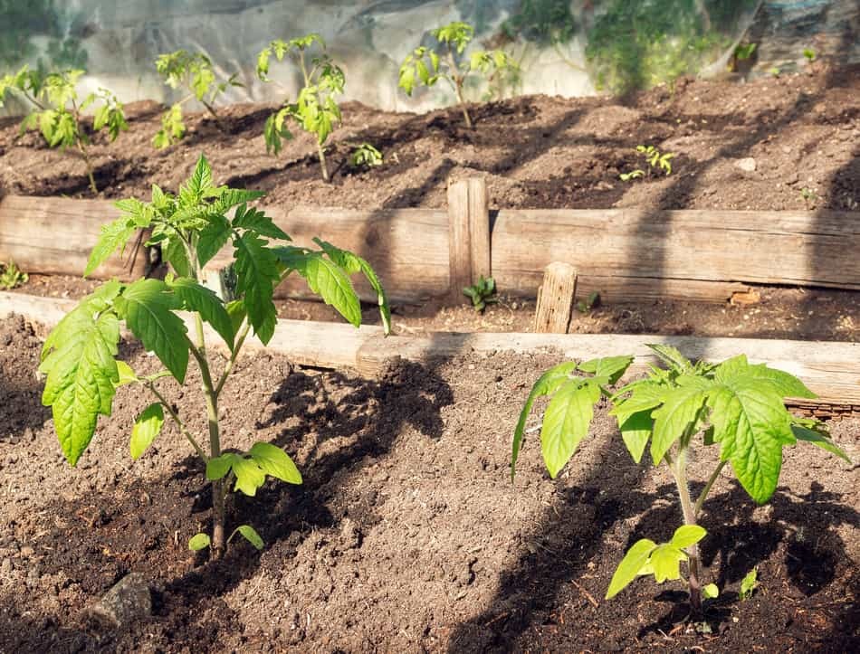 how to prepare tomato beds