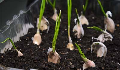 Growing garlic indoors