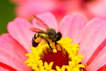 how to pollinate indoor plants how to pollinate indoor plants