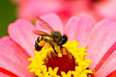 How to Pollinate Indoor Plants