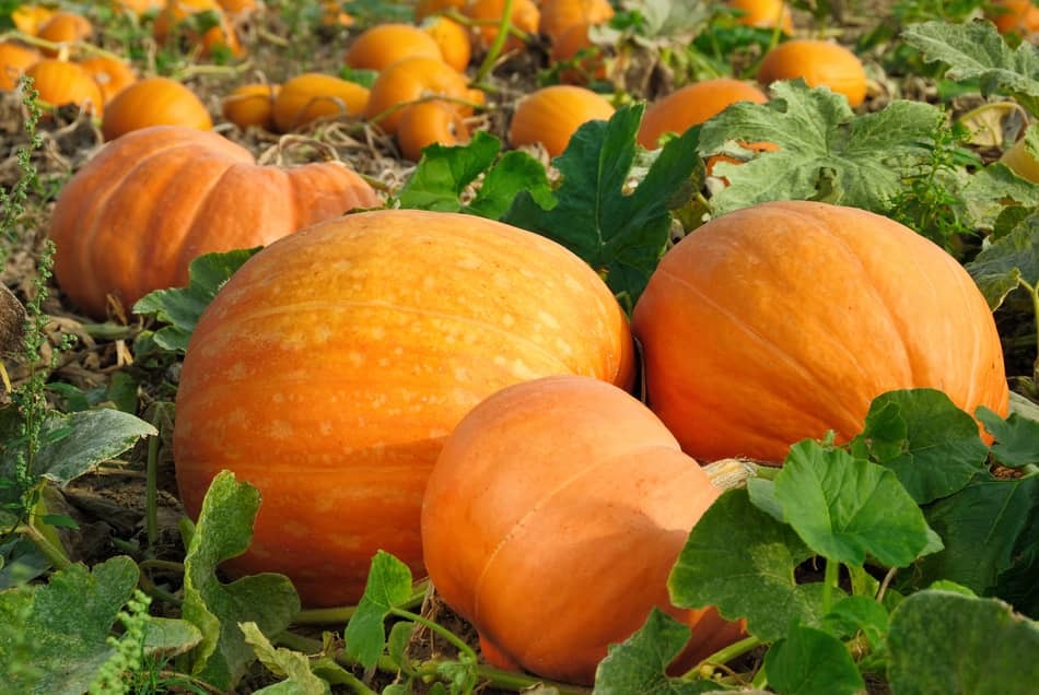how to grow big pumpkins