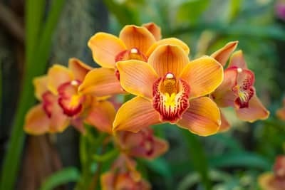How to Propagate Orchids