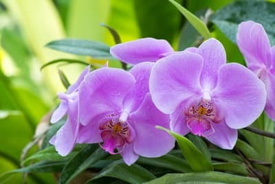 how to grow orchids in a greenhouse