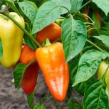 best vegetables to grow in a greenhouse