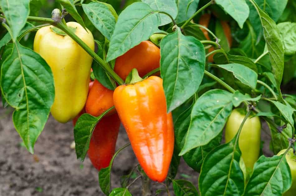 growing veggies in a greenhouse vs outdoors