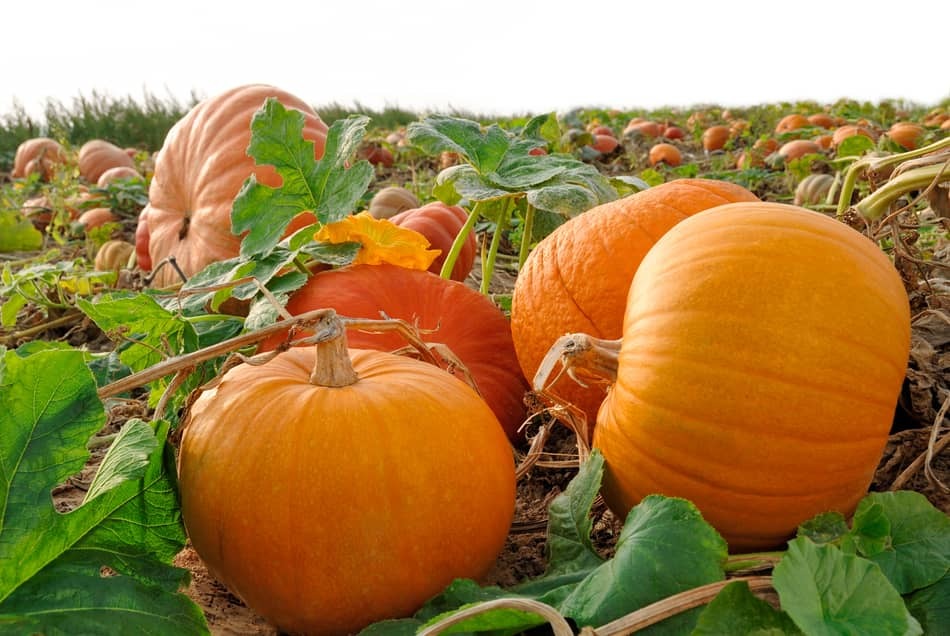 how to grow pumpkins
