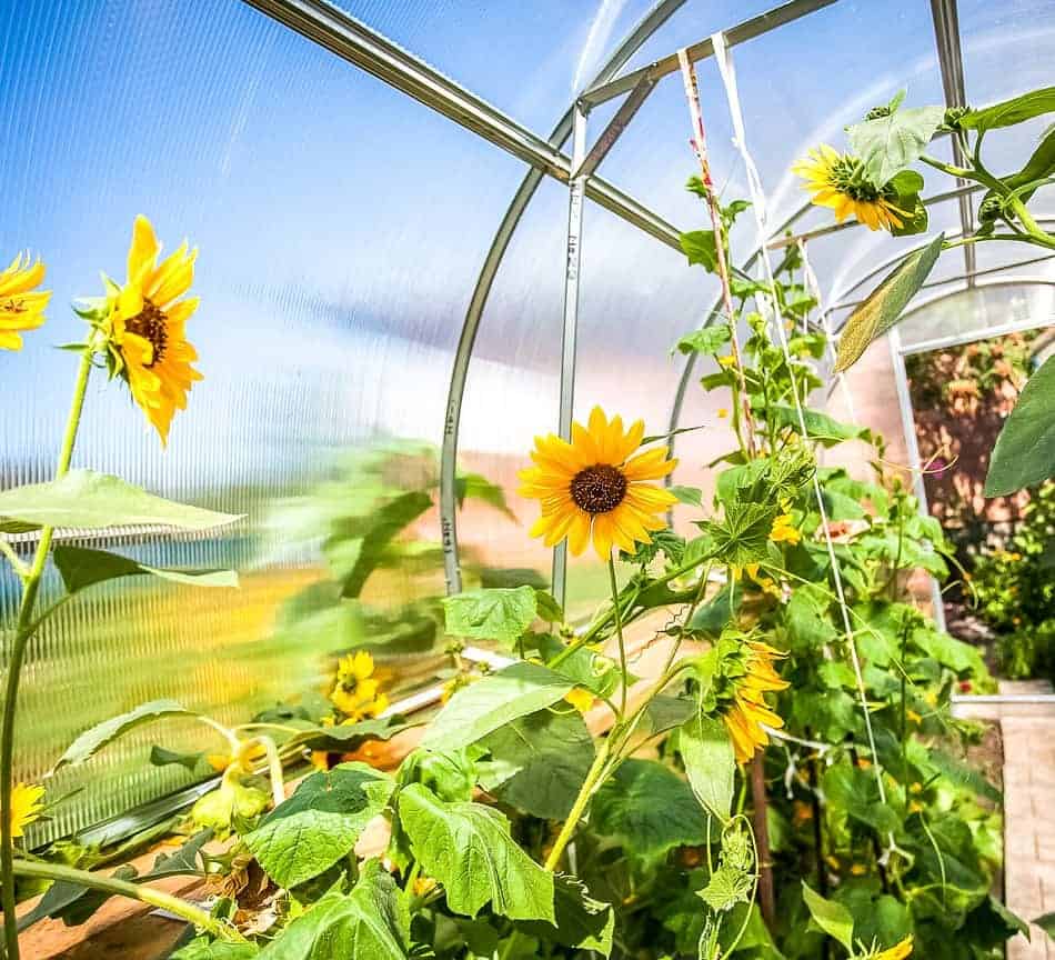 humidity regarding sunflowers