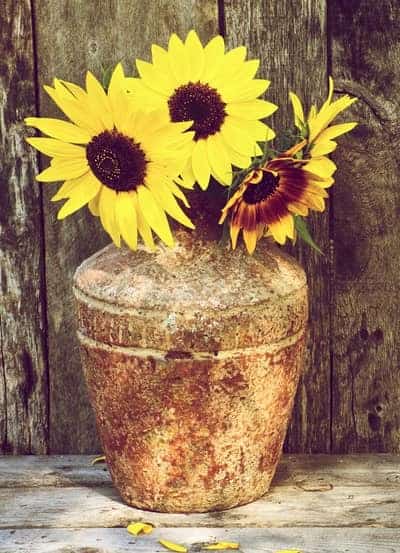 how to grow sunflowers in a pot
