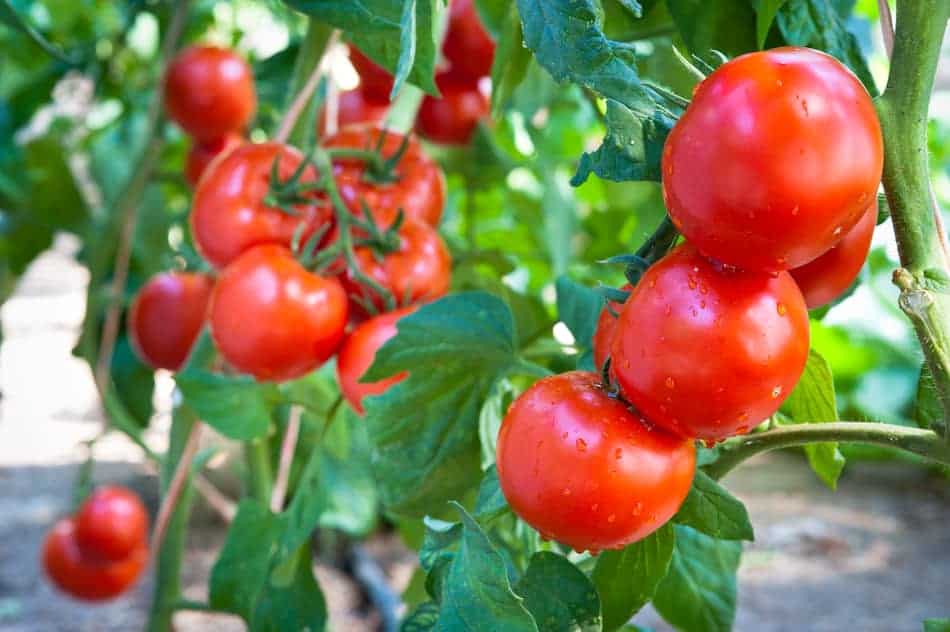 best vegetables to grow in a greenhouse