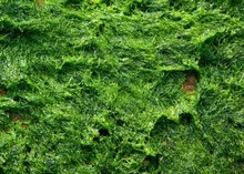 growing spirulina growing spirulina