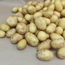 how to grow baby potatoes