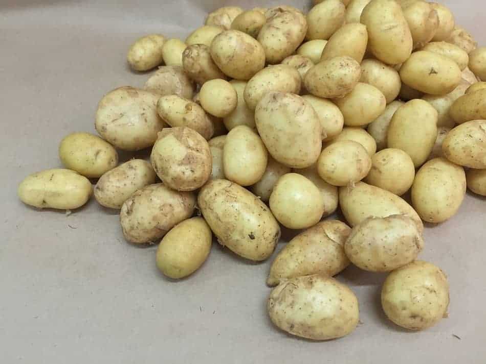 when to harvest baby potatoes