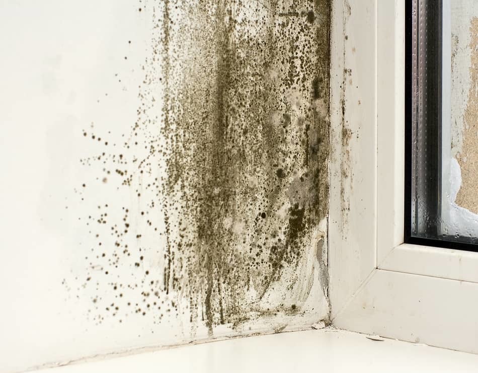 black sooty mold black sooty mold