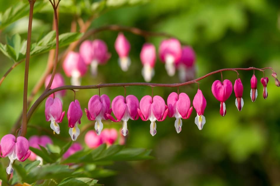 are bleeding hearts poisonous to dogs