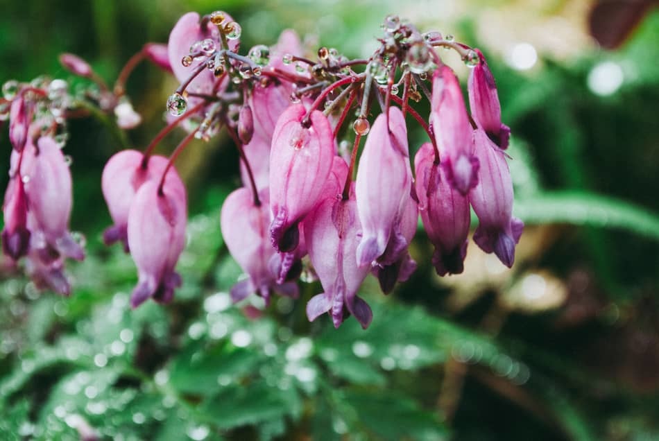 winter care for bleeding hearts winter care for bleeding hearts
