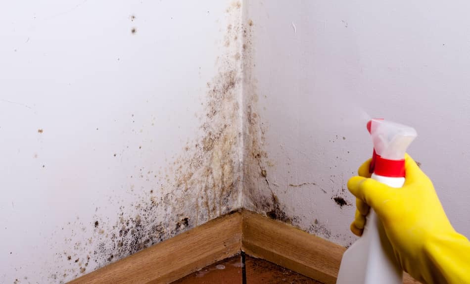 using bleach to clean mold using bleach to clean mold