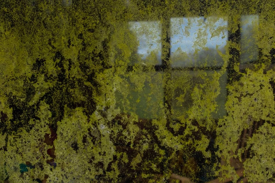 how to get rid of mold in a greenhouse how to get rid of mold in a greenhouse