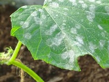 how to git rid of mold in a greenhouse