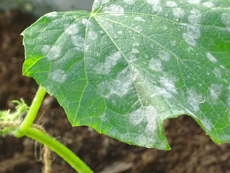 mold vs other plant diseases mold vs other plant diseases