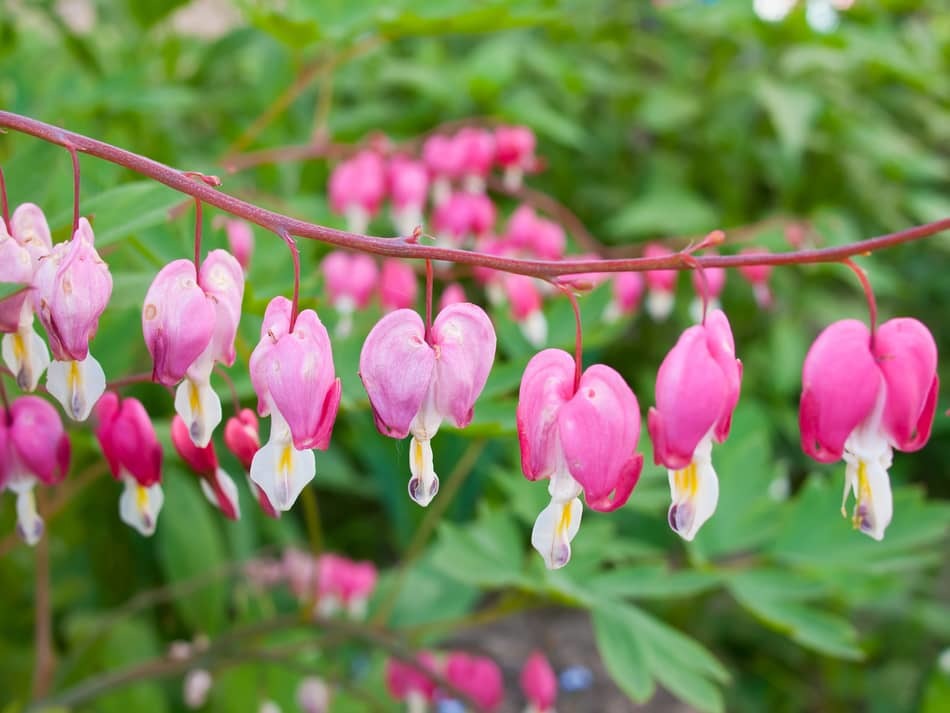 common problems with growing bleeding hearts common problems with growing bleeding hearts