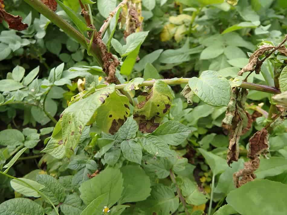 potato blight