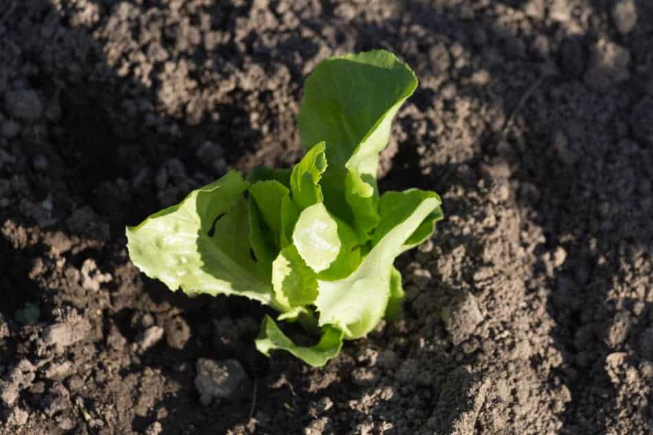 where to start planting potatoes