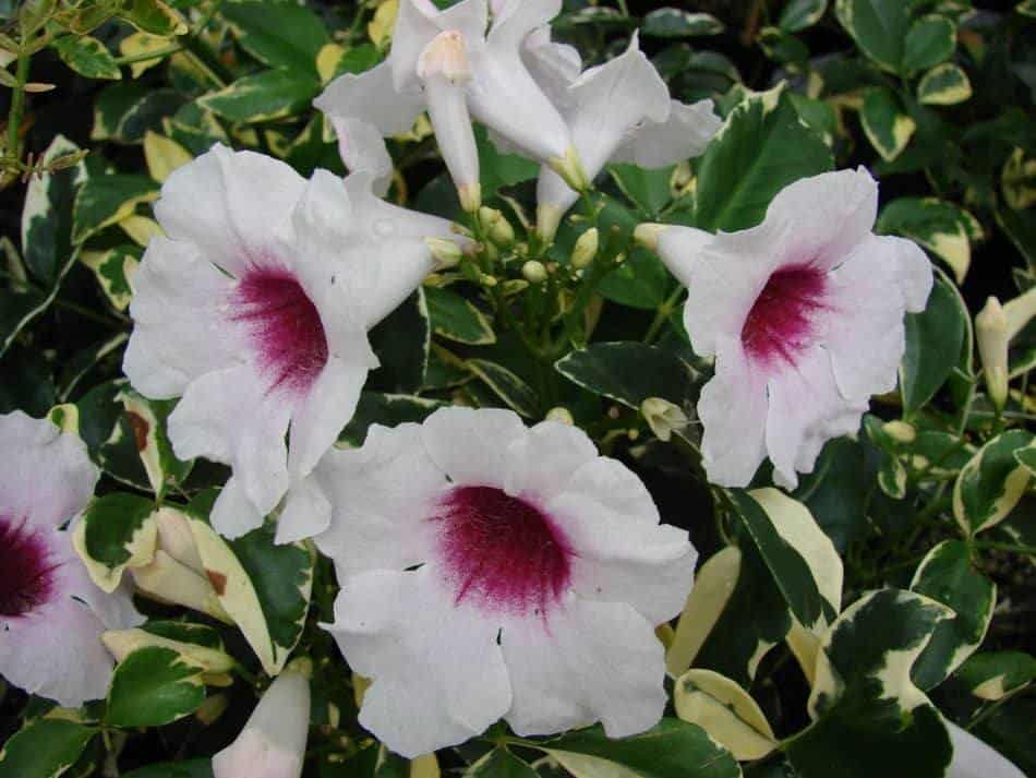 physical description of pandorea jasminoides