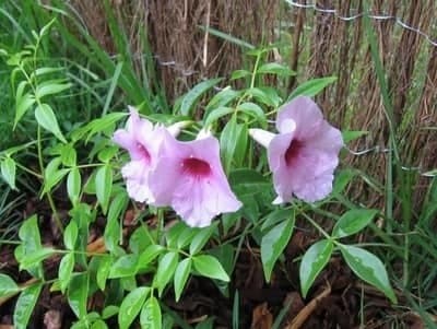 pandorea jasminoides