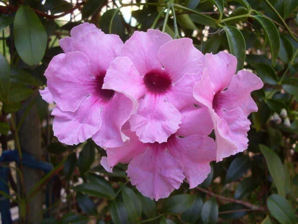 where pandorea jasminoides are native to