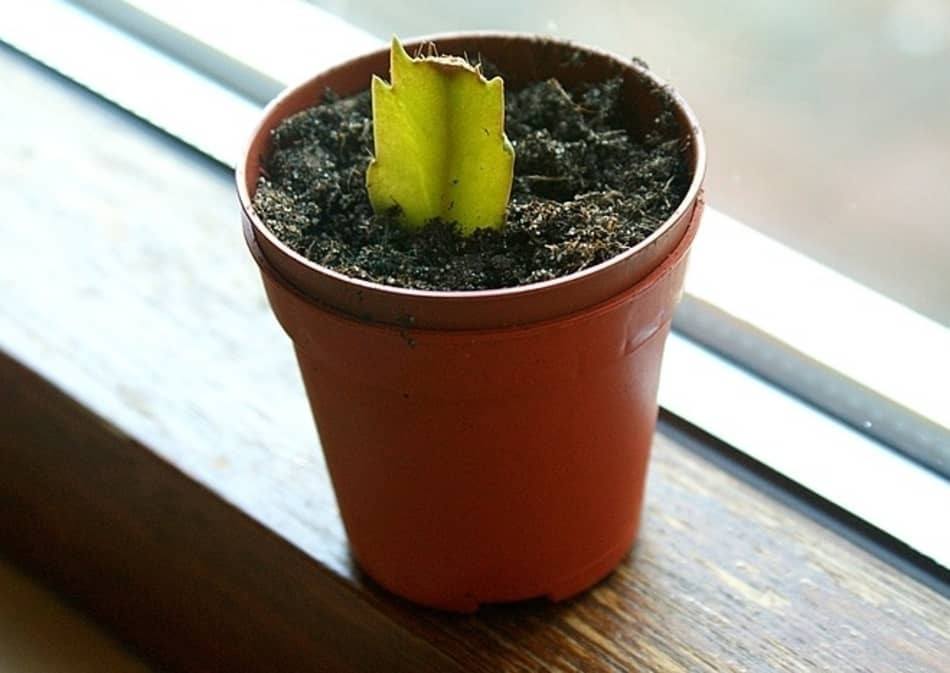 how to propagate with cuttings how to propagate with cuttings