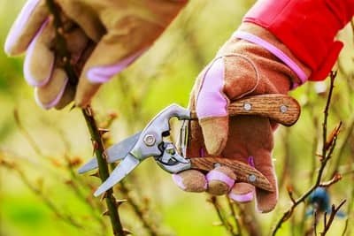 Cuttings: How to propagate your favorite plants