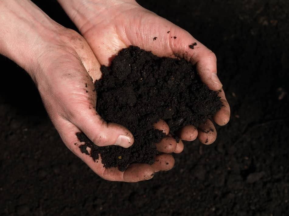 bacteria and microbes in soil