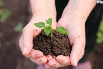 Hydroponics vs. Soil