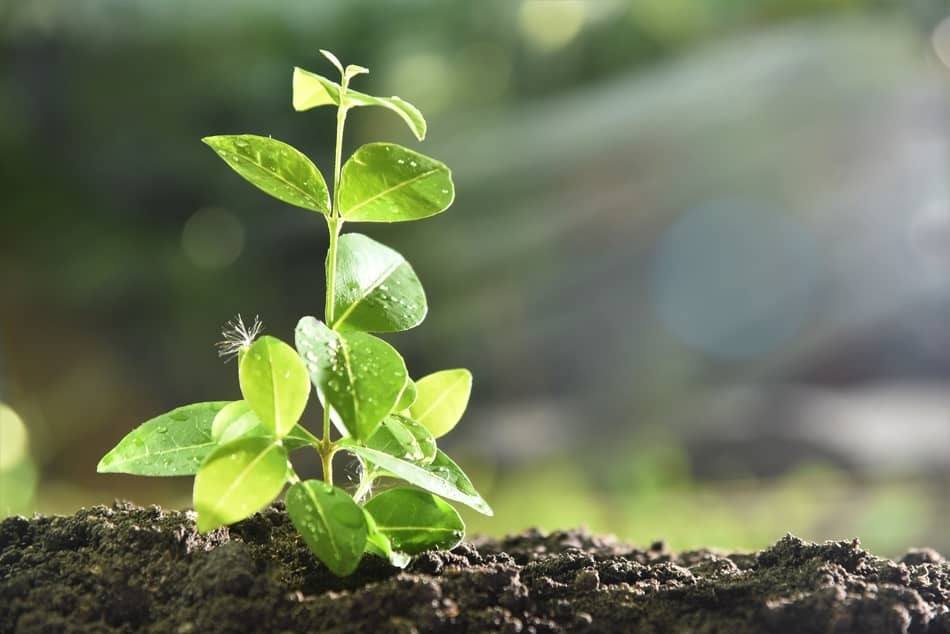 plant types to propagate plant types to propagate