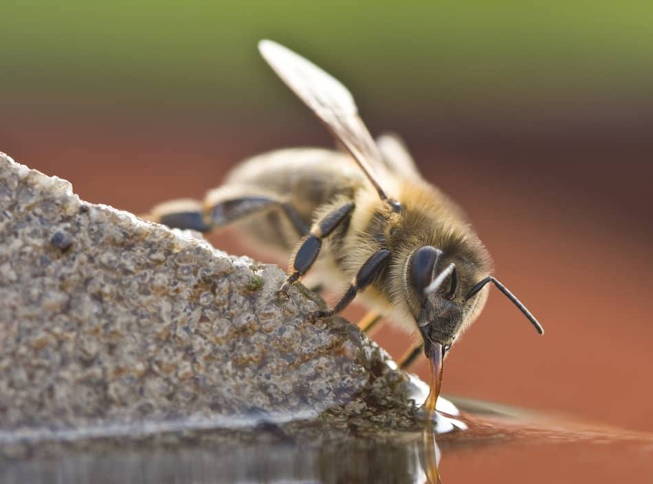 bee drinking water bee drinking water