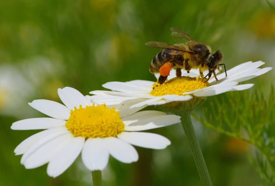 bee on flower bee on flower