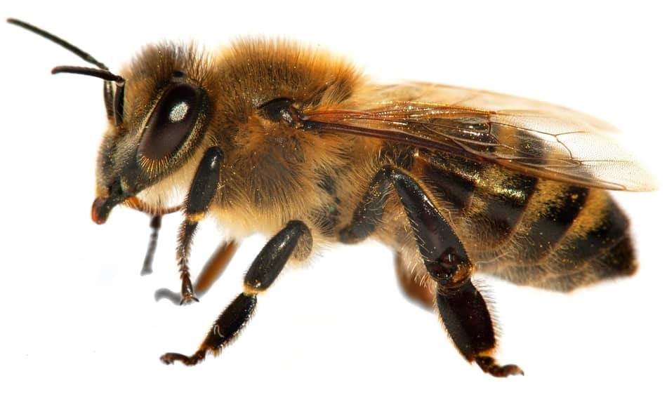 male bee