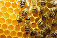 bee garden how-to bee garden how-to