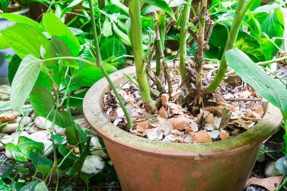 egg shells to aerate soil egg shells to aerate soil