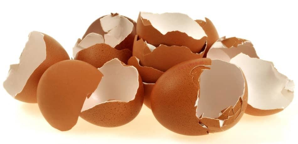 egg shells egg shells