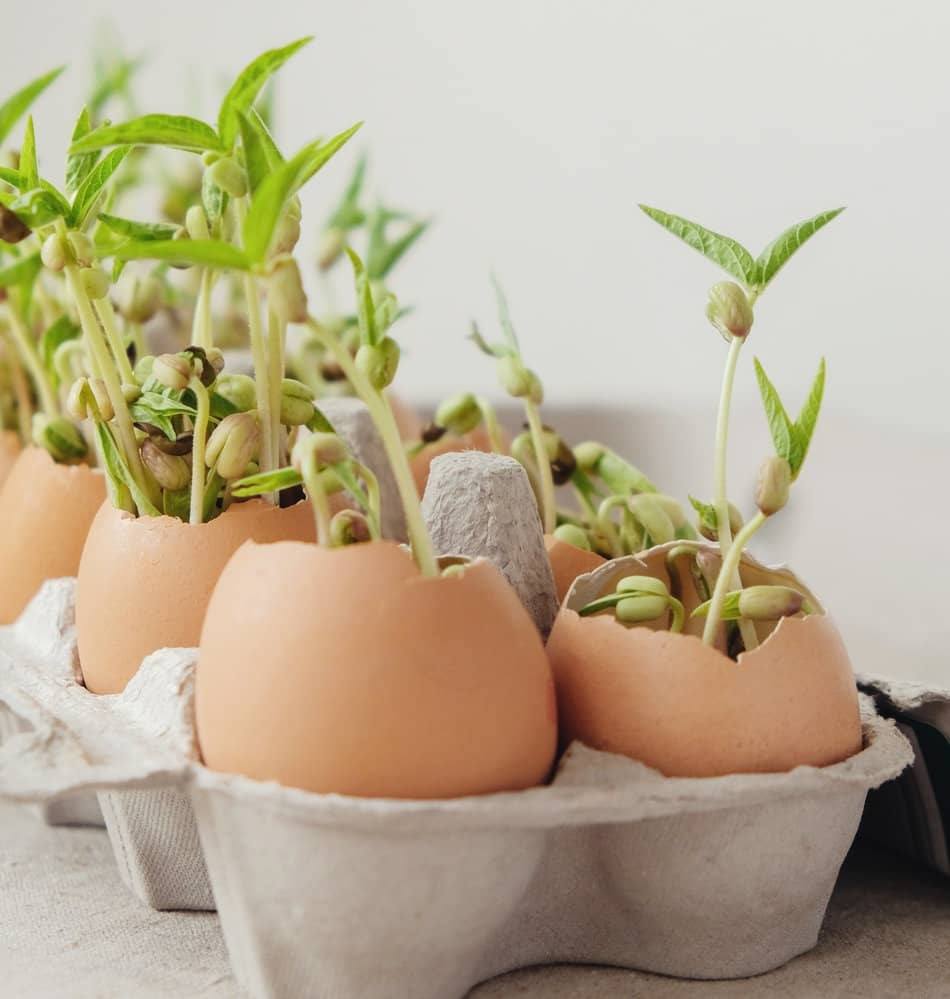 egg shells as seed starters egg shells as seed starters