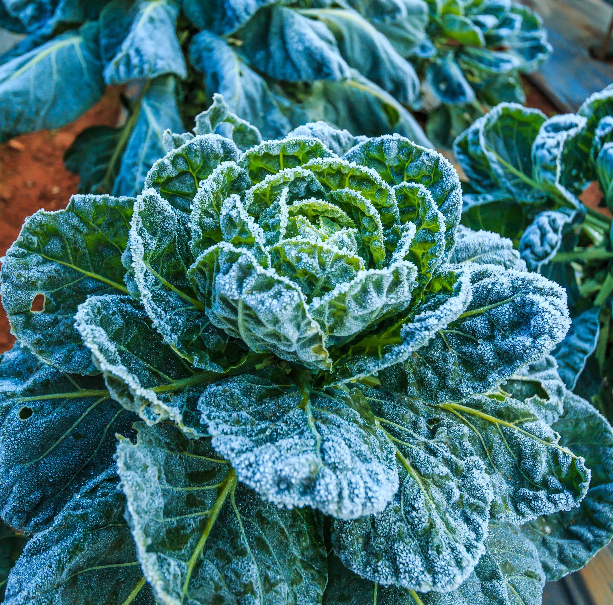 Winter Gardening: the master guide