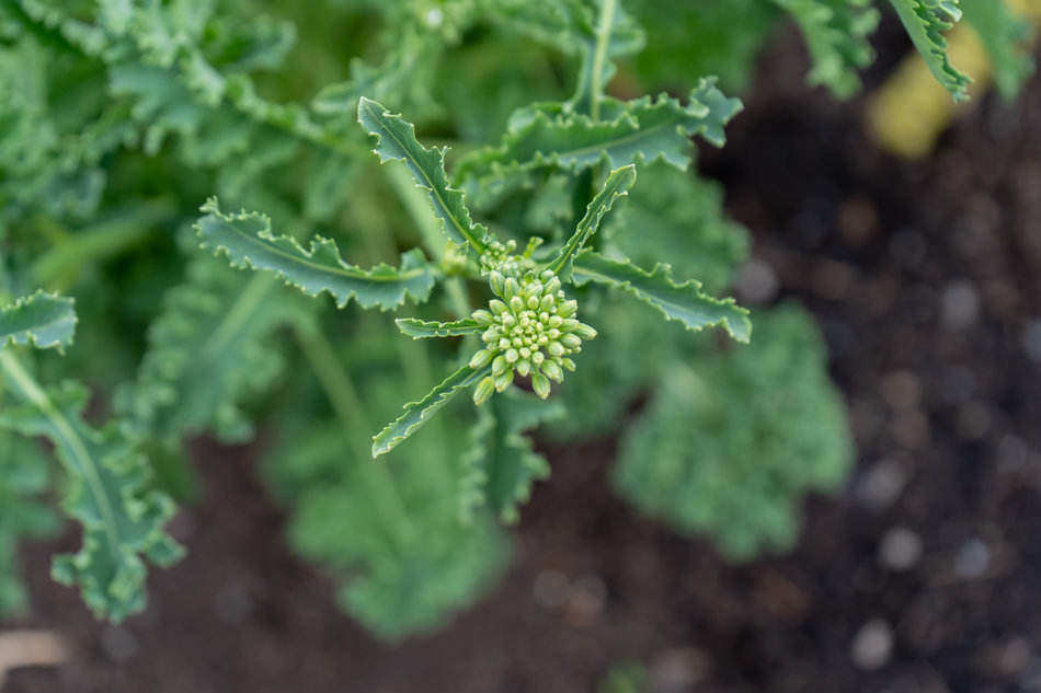 kale bud kale bud