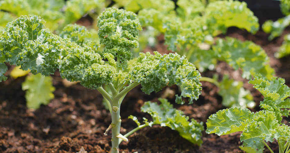 kale in sun/shade kale in sun/shade