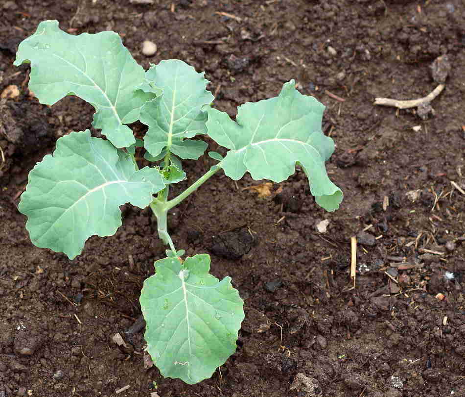 planting kale seeds