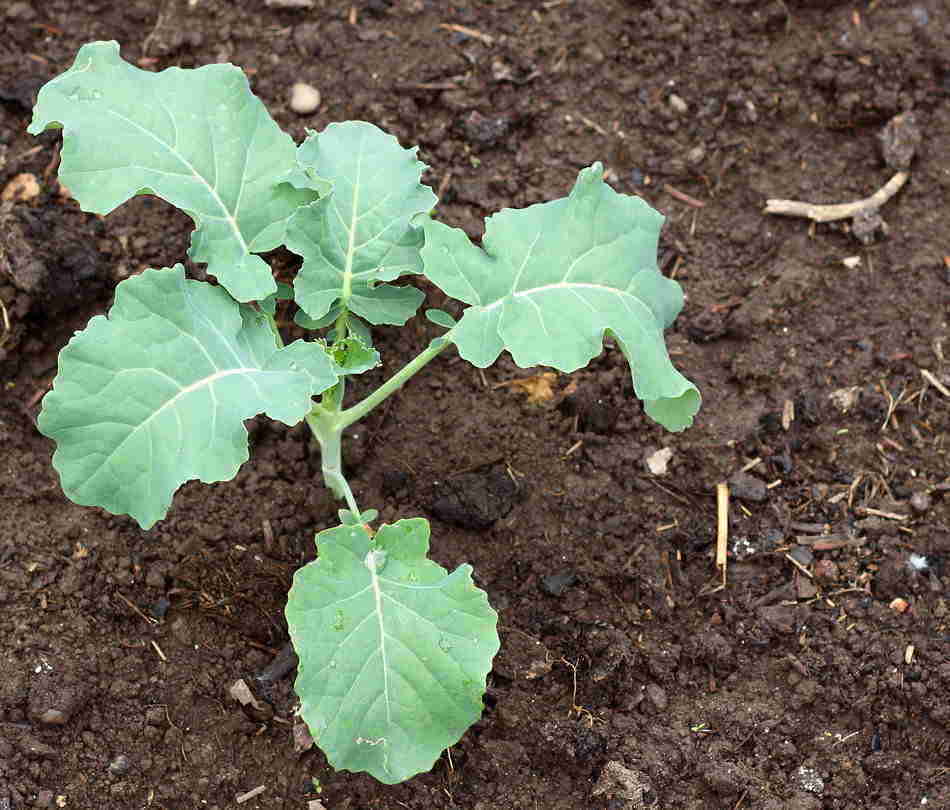 planting kale seeds planting kale seeds