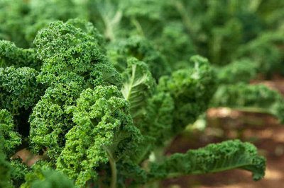 How to Grow Kale